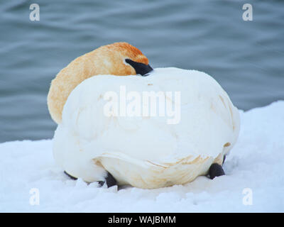 Le cygne sur la rivière en hiver. Banque D'Images