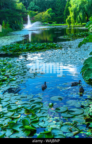 Canards et lily Green de nénuphar, VanDusen Botanical Garden, Vancouver, Colombie-Britannique, Canada. Banque D'Images