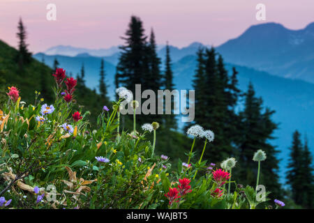 Le Canada, la Colombie-Britannique. Virginia Peak, fleurs sauvages alpines fleurissent dans la zone subalpine. Banque D'Images