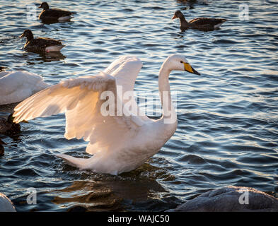 L'Islande, Reykjavik, Tjornin. Cygne chanteur rétroéclairé avec ailes déployées. En tant que crédit : Wendy Kaveney Jaynes / Galerie / DanitaDelimont.com Banque D'Images