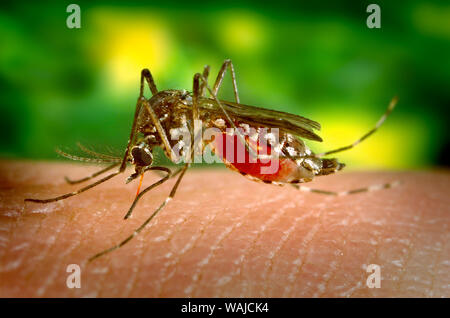 2005 - Cette photo illustre une femelle Aedes aegypti, qui est le principal vecteur de la propagation de la dengue. Aedes aegypti est un domestique, moustique diurne qui préfère se nourrir sur les humains ; La dengue est transmise par l'Aedes femelle aegypt uniquement, pour l'homme n'est pas bouchée. Banque D'Images