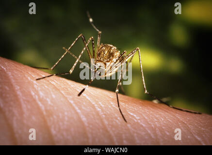 2005 - Cette vue rapprochée d'un moustique Culex tarsalis reposant sur la peau humaine, montre l'obscurité-scaled proboscis qui dispose d'une large bande blanche médiane. D'autres caractéristiques d'identification : écailles blanches autour des articulations de ses tarses, une ligne d'écailles blanches le long du tibia et du fémur, et deux points argentés sur son scutum. L'importance épidémiologique de C. tarsalis réside dans sa capacité à se propager l'Encéphalite équine de l'Ouest (EEO), l'Encéphalite de Saint-Louis), et, de l'encéphalite de Californie et est actuellement le principal vecteur du virus du Nil occidental dans l'ouest des États-Unis. Banque D'Images