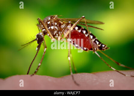 Cette photographie montre une femelle Aedes aegypti comme elle était dans le processus d'obtention d'un "repas de sang', qui n'est généralement à partir d'un hôte sans méfiance. Notez que comme ce moustique était à la recherche de nourriture, son repas était la collecte dans son abdomen distendu, en témoigne la coloration rouge visible à travers l'étirement, l'exosquelette translucide extérieur abdominale. Comme le vecteur principal responsable de la transmission de la Dengue Flavivirus, et dengue hémorragique, les morsures de moustique Aedes aegypti préfère se nourrir de ses hôtes. Banque D'Images