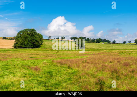 Paysage rural de l'agriculture d'été de Northumberland. Vallée d'Ingram et zone de Powburn Banque D'Images