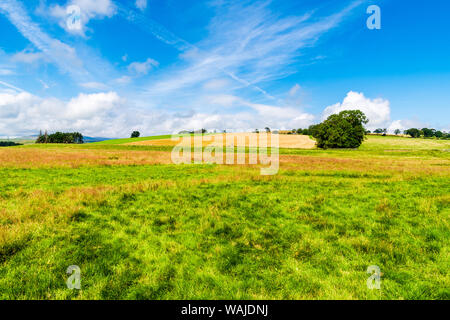 Paysage rural de l'agriculture d'été de Northumberland. Vallée d'Ingram et zone de Powburn Banque D'Images