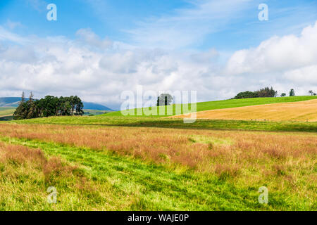 Paysage rural de l'agriculture d'été de Northumberland. Vallée d'Ingram et zone de Powburn Banque D'Images