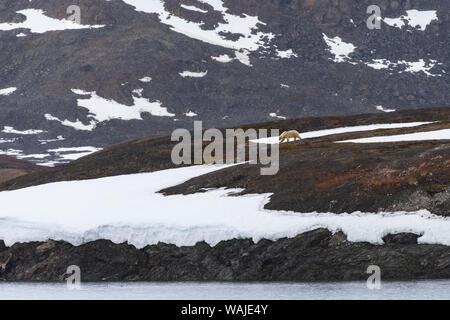 La Norvège, Svalbard, Spitzberg. Texas Bar, l'ours polaire marche à travers la toundra. Banque D'Images