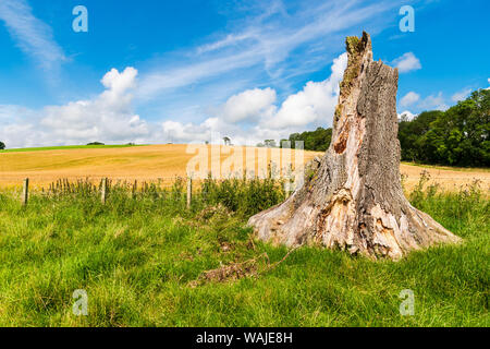 Paysage rural de l'agriculture d'été de Northumberland. Vallée d'Ingram et zone de Powburn Banque D'Images