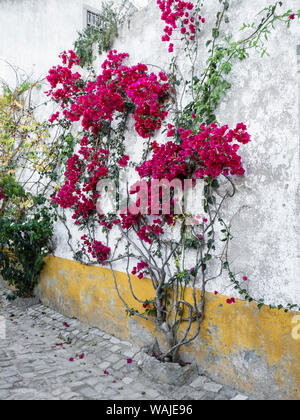 L'Europe, Portugal, Obidos. Belles fleurs de bougainvilliers dans la ville, un des plus pittoresques villages médiévaux au Portugal. Banque D'Images