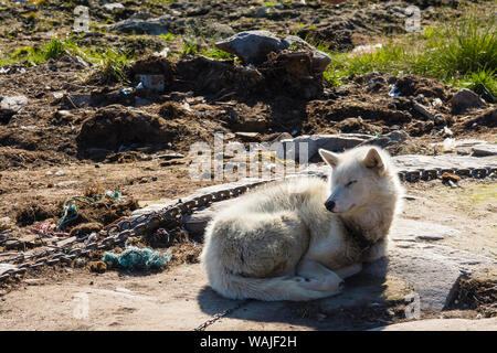 Le Groenland. Ilulissat. Couchage chien de traîneau dans le soleil. Banque D'Images