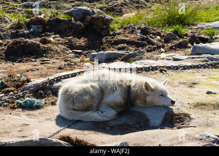 Le Groenland. Ilulissat. Couchage chien de traîneau dans le soleil. Banque D'Images