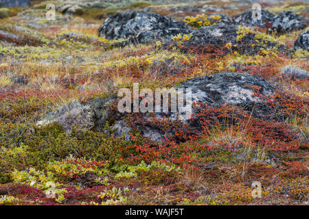 Le Groenland. Eqip Sermia. Roches couvertes de bouleau glanduleux et de saules en automne couleur. Banque D'Images