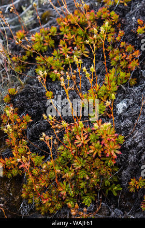 Le Groenland. Eqip Sermia. Saxifrage irlandais. Banque D'Images