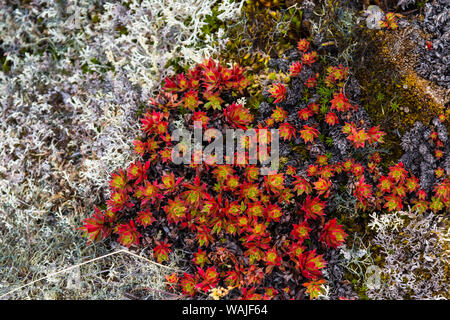 Le Groenland. Eqip Sermia. Saxifrage irlandais. Banque D'Images