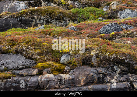 Le Groenland. Eqip Sermia. Roches couvertes par une épaisse couche de mousse, de lichen et les arbres nains, Banque D'Images