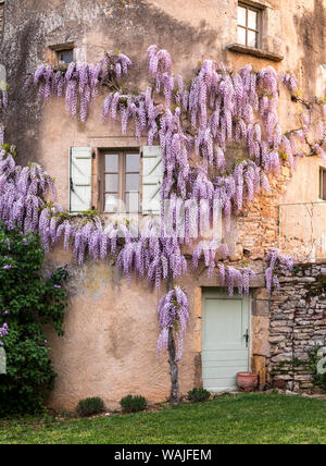 La France, la garrigue. Mas de Garrigue, glycines sur une tourelle de l'accueil. (PR) Banque D'Images