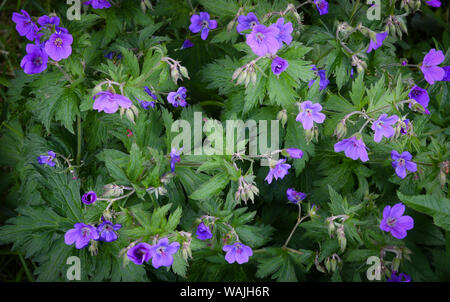 L'Islande, Blagresi, Geranium sylvaticum, bois, grue, le projet de loi. Banque D'Images