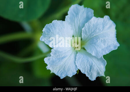 Morning Glory Blanc Tropical Banque D'Images