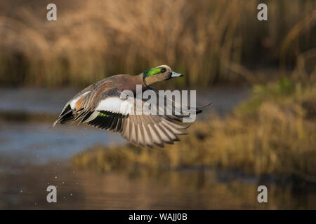 Le Canard d'drake Banque D'Images