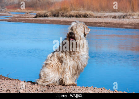 Wheaten Terrier assis le long de la rivière Rio Grande (PR) Banque D'Images
