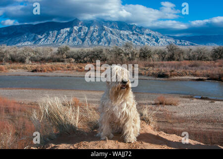 Wheaten Terrier assis le long de la rivière Rio Grande (PR) Banque D'Images