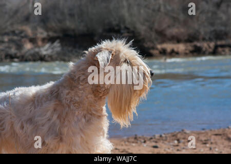Wheaten Terrier assis le long de la rivière Rio Grande (PR) Banque D'Images