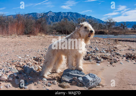 Wheaten Terrier assis le long de la rivière Rio Grande (PR) Banque D'Images