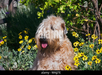 Wheaten Terrier assis à fleurs jaunes (PR) Banque D'Images