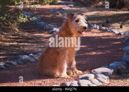 Wheaten Terrier debout sur jardin (PR) Banque D'Images