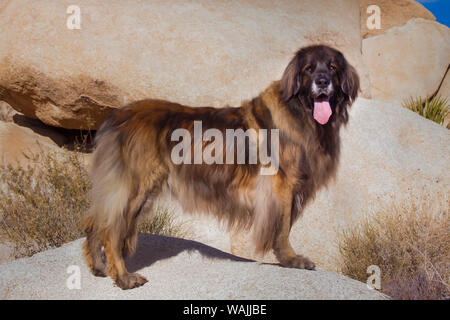 Sur les rochers de granit de Leonberg. Banque D'Images