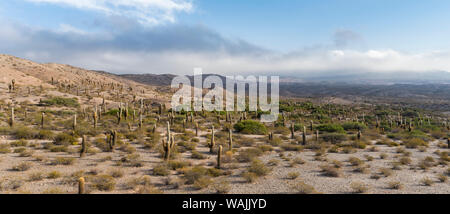 Los Cardones Parc National dans la région de Valles calchaqui, près de Cachi, Argentine. Banque D'Images