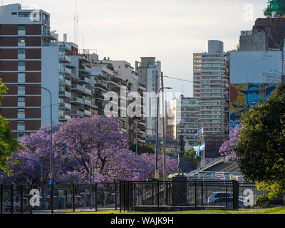 Jacarandas sur l'Avenida Figueroa Alcorta prés dans Recoleta. Buenos Aires, capitale de l'Argentine. Banque D'Images