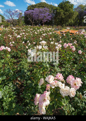 Parc bois de Palermo Palermo en quart, le Rose Garden (El Rosedal de Palerme). Buenos Aires, capitale de l'Argentine. Banque D'Images