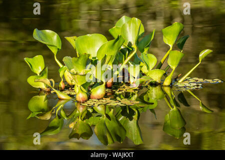 Pantanal, Mato Grosso, Brésil. La jacinthe d'eau commun flottant dans les rivières et les marais. De petits groupes de se libérer de la jacinthe d'un plus grand groupe, flottent en aval et commencer un autre grand groupe. Banque D'Images