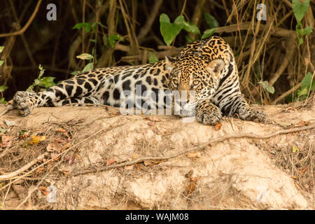 Pantanal, Mato Grosso, Brésil. Jaguar se reposant au bord de la rivière au milieu de journée. Banque D'Images