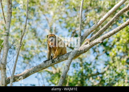 Pantanal, Mato Grosso, Brésil. Singe hurleur noir femelle (Alouatta caraya). Banque D'Images