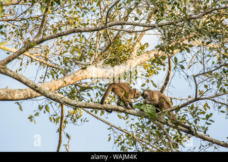 Pantanal, Mato Grosso, Brésil. Deux singes capucins noire assis haut dans un arbre manger les feuilles. Banque D'Images