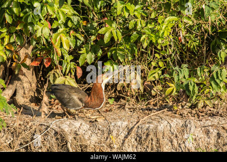 Pantanal, Mato Grosso, Brésil, Amérique du Sud. Gène Fasciated Tiger Heron prépare à décoller. Banque D'Images