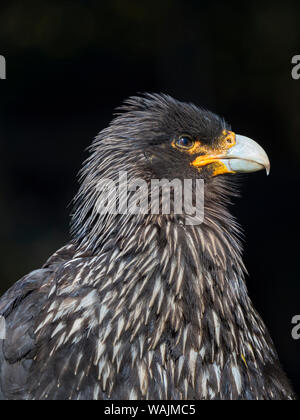 Caracara Falkland ou Johnny Rook (Phalcoboenus australis), protégé et très intelligent oiseau de proie. L'Amérique du Sud, des îles Malouines, l'île de la carcasse Banque D'Images