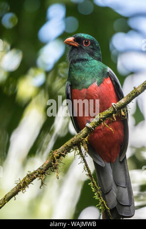 Costa Rica, Station biologique de la Selva. Trogon à queue vineuse sur membre. En tant que crédit : Cathy & Gordon Illg / Jaynes Gallery / DanitaDelimont.com Banque D'Images