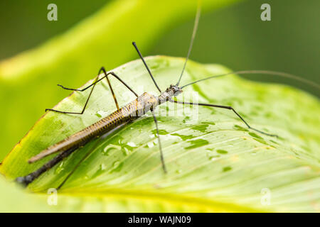 Costa Rica, Arenal. Walkingstick insecte sur feuille. En tant que crédit : Cathy & Gordon Illg / Jaynes Gallery / DanitaDelimont.com Banque D'Images