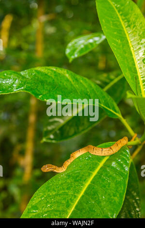 Costa Rica, Monteverde Cloud Forest Reserve. Palm à rayures côté Pit Viper. En tant que crédit : Cathy & Gordon Illg / Jaynes Gallery / DanitaDelimont.com Banque D'Images