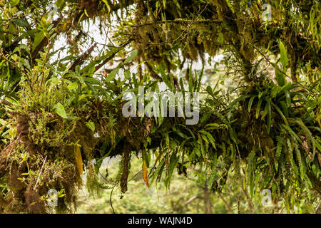 Le Parc National de Monteverde, Costa Rica. Membre de l'arbre couvert de fougères et autres plantes tropicales comme vu dans le haut de la canopée Monteverde Sky Walk Banque D'Images