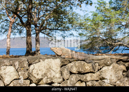 Panama Beach, Guanacaste, Costa Rica. L'iguane (Ctenosaura similis) Bain de soleil sur un mur de pierre. Banque D'Images