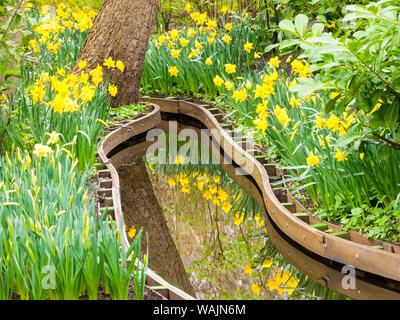 Pays-bas, lisse. Des fleurs au printemps Banque D'Images