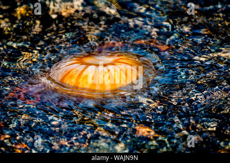 Méduse de lune (Aurelia aurita), Résurrection Bay, Kenai Fjords National Park, Alaska, USA. Banque D'Images