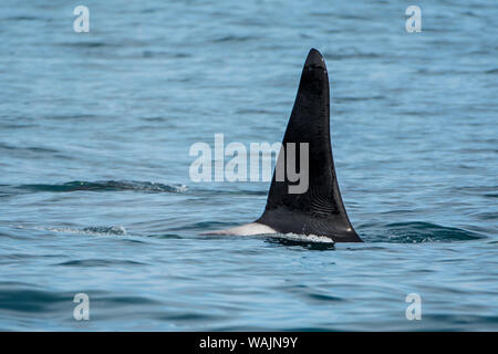 L'orque ou épaulard (Orcinus orca) pod, Résurrection Bay, Kenai Fjords National Park, Alaska, USA. Banque D'Images