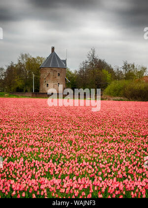 Pays-bas, lisse. Champ de tulipes en face de Dever château Banque D'Images