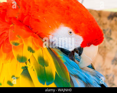 USA, Arizona, Goodyear. Close-up of macaw se lisser ses plumes. En tant que crédit : Wendy Kaveney Jaynes / Galerie / DanitaDelimont.com Banque D'Images