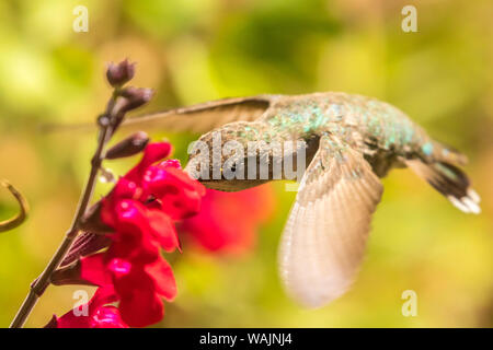 USA, Arizona, le Jardin botanique du désert. Colibri d'alimentation. En tant que crédit : Cathy et Gordon Illg / Jaynes Gallery / DanitaDelimont.com Banque D'Images